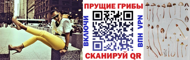 купить   Калининец  Псилоцибиновые грибы мухоморы 